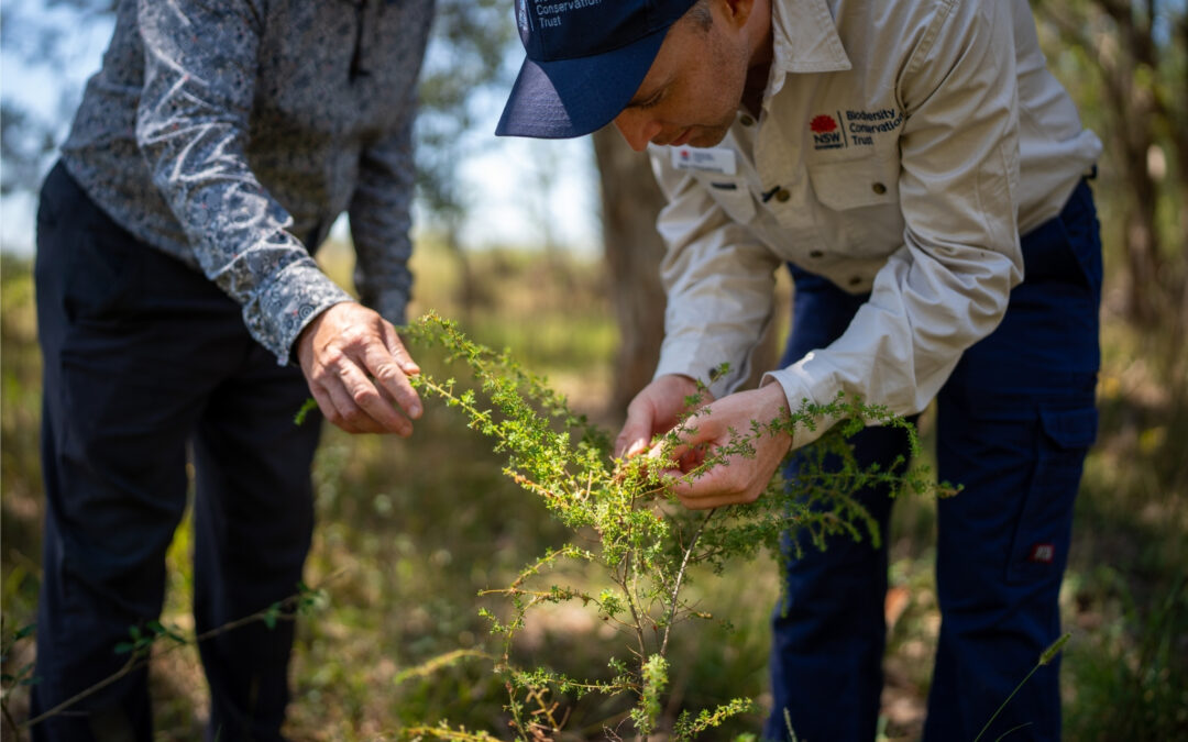 Facilitation of workshops for amendments to the Biodiversity Offset Payment Calculator